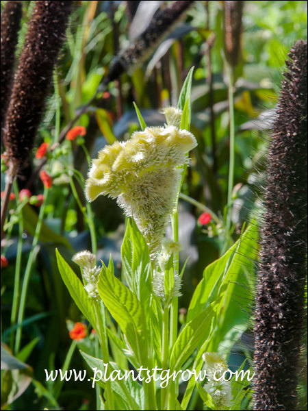 A young Creamers Lemon Lime Celosia among the brown inflorescence of a Penstemon grass